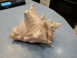 Conch 8" Seashell Shell S8 - Etsy
