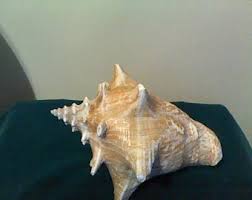 Conch Sea Shell Nautical Sea Shell - Etsy