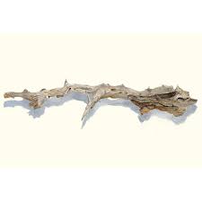 Wildon Home® Driftwood Study I - Wrapped Canvas Print | Wayfair