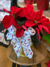 6.5” Red Poinsettia Poinsettia in Balsam Lake, WI - BALSAM ...