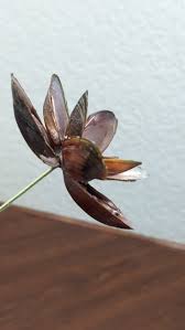 1-freshwater Mussel Shell Flower/ 9 Petal With Optional Snail Center - Etsy