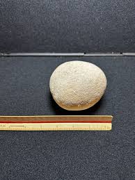 Buy Heavy Fossil Petrified Egg, Prehistoric, Dinosaur, 3.5 ...