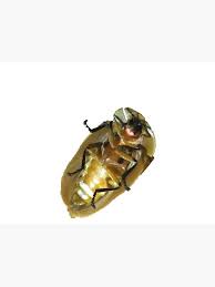 Flipped over firefly in Ecuador" Art Print for Sale by ...