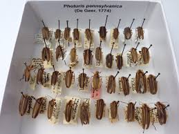 Insects of the States:Pennsylvania