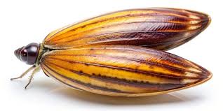 Liguus Images – Browse 150 Stock Photos, Vectors, and Video ...