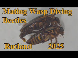 Wasp Diving Beetle April 2025 - YouTube