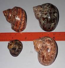 Collection 4 Asst Turbo Seashell 4 differance type of Turban ...