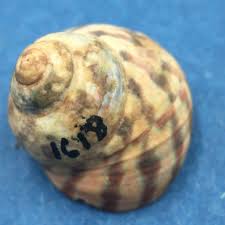 2 Oxystele tabularis 15.3mm W/O Natal, South Africa | eBay