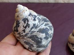 Rare Mother of Pearl Shell: Natural Sea Treasure, Nautical ...