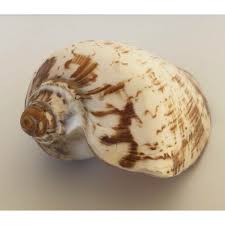 Cream & Beige Volute Seashell | Chairish