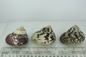 Seashells - Three (3) Florida Turbo Magpie Natural Shells 3 ...