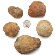 KALIFANO | Large Flexicalymene Trilobite Geode from Morocco