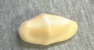 Cyphoma gibbosum (Flamingo Tongue) 26.5mm !!! | eBay