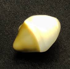 Natural Conch Pearl- Offwhite & Green- Non Nacreous - 12.5 ...
