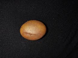 My black sea founds. : r/whatsthisrock