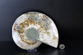 26) Large Ammonite Fossil Cleoniceras Deep Polished - Etsy