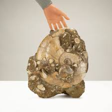 KALIFANO | Natural Madagascan Ammonite Colony - 13" / 22 lbs