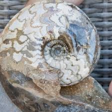 Eparietites impendens from the Lower Jurassic, Lower Lias ...