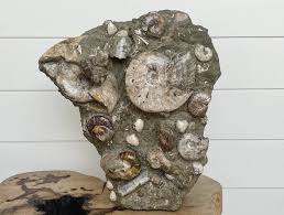 ammonite cluster – homenature