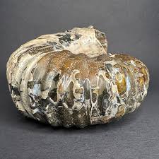 GAL205 MADAGASCAR AMMONITE - The Rock Shed