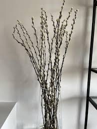 What are these branches? Some of them starting to root and grow some leaves. : r/whatsthisplant