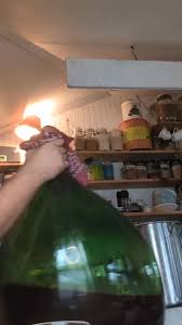 Preparando Outra Batch de Kombucha!