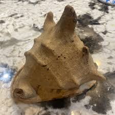 Beautiful Cassis Cornuta Horned Helmet SEASHELL LARGE 9 ...