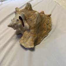 Extra Large Sea Shells | eBay