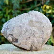 Rare 4" Hylloceras Heterophylum Fossil Ammonite - Lower Lias, Toarcian, Jurassic - Whitby, Uk - Etsy