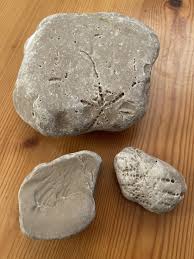 Are these fossils or just coincidental markings? Found in Croatia : r/FossilHunting