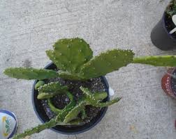 Opuntia "emerald Wave" One Pad, Prickly Pear (edible) - Etsy