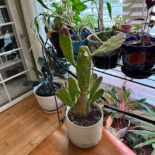 Dwarf Prickly Pear Cactus, Argentina Opuntia, Cactus ...