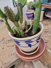 Cucutus for Sale in Bonita, CA - OfferUp