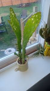 What type of cactus is this?