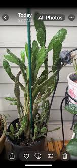 Why is my cereus cactus not completely green and needs ...