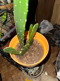 Should I move these lil guys into this pot with my big guy ...