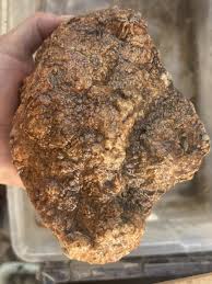 Large Complete Coprolite Fossil dinosaur | eBay