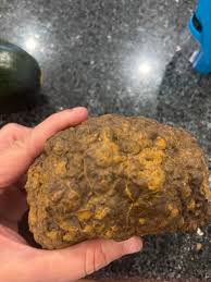 Is this a coprolite? : r/whatsthisrock
