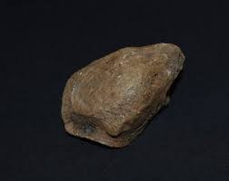 Exceptional Fossilized Pleistocene Mammal Patella Highly ...
