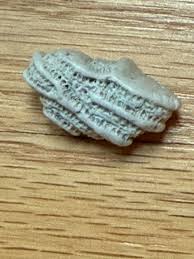 What is this strange rock my son found in Bermuda? : r/whatisit