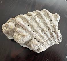 What is this fossil found in Cleburne, TX?