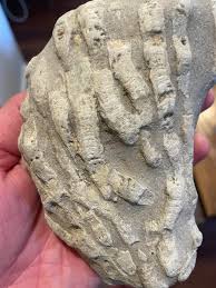Help with fossil ID : r/fossilid