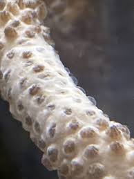 EMERGENCY - What are these bubbles on my gorgonian. | Reef2Reef