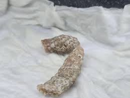 Mystery Snails about to hatch! : r/AquaticSnails