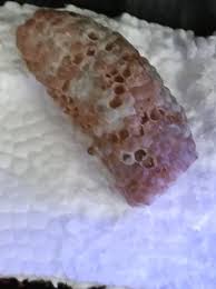 Mystery snail eggs: waiting for them to hatch