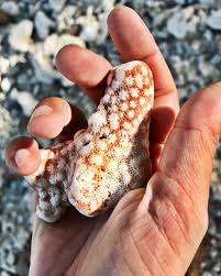 Coral fragment on Cousin Island, Seychelles – bumblebee ...