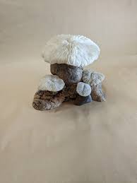 Mushroom Coral and Burl Wood Vintage Sculpture, Fungiidae ...
