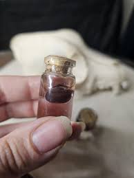 Rat Wet Specimen - Etsy