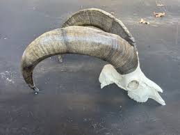 Bezoar Ibex /Cross Breed Full Skull BIG Horns European ...