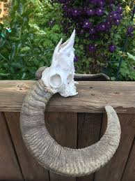 Taxidermy RARE RED SHEEP Skull Nice Big Horns = Hybrid ...